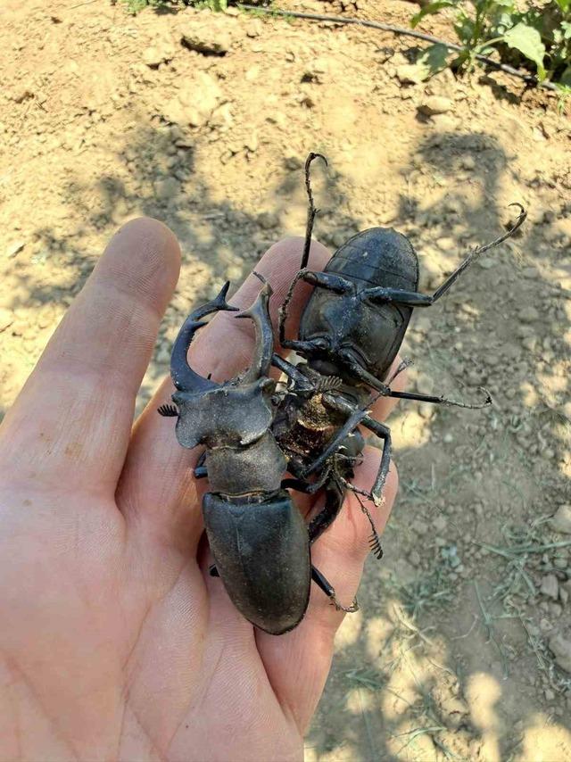 Nesli tükenme tehlikesi altındaki geyik böceği Gördes’te görüldü 3