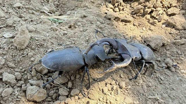 Nesli tükenme tehlikesi altındaki geyik böceği Gördes’te görüldü