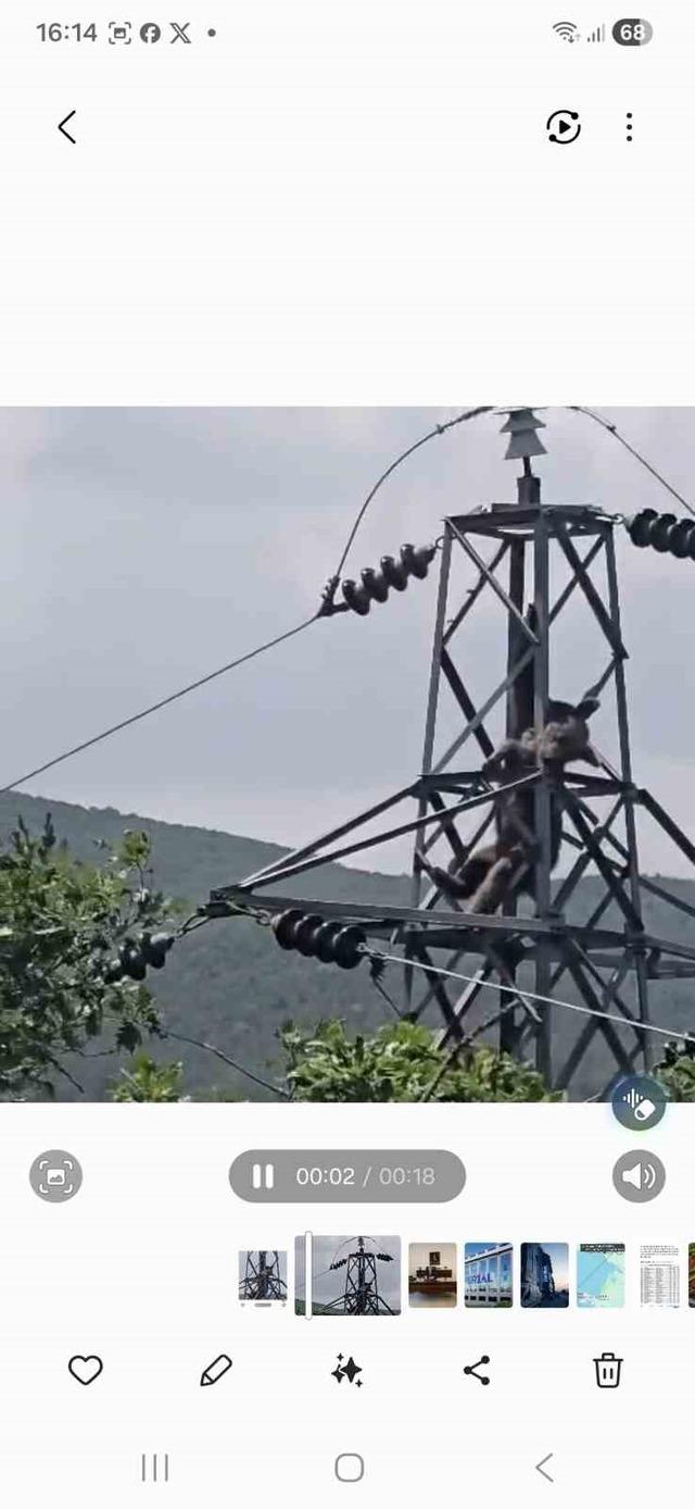 Elektrik direğine tırmanan ayı telef oldu 1
