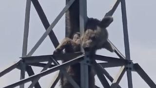 Elektrik direğine tırmanan ayı telef oldu