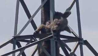 Elektrik direğine tırmanan ayı telef oldu