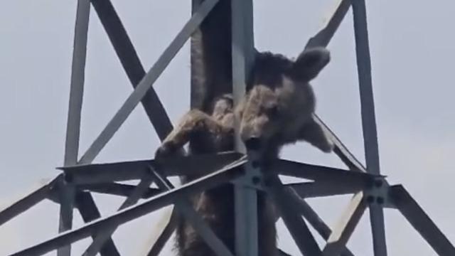 Elektrik direğine tırmanan ayı telef oldu