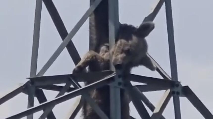 Elektrik direğine tırmanan ayı telef oldu