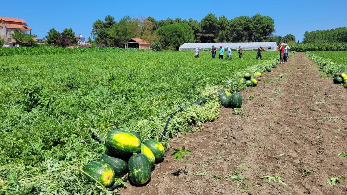 Ne vurmak ne koklamak! Karpuz seçmenin en doğru yöntemi açıklandı 1