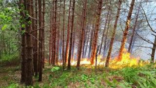 Kastamonu'da çıkan orman yangını söndürüldü