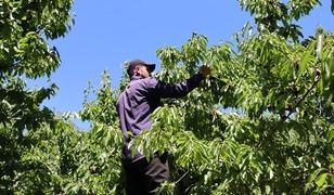 Kiraz bah&ccedil;elerinde bereket sezonu! Erzincan'da &uuml;retim yeniden y&uuml;kseldi