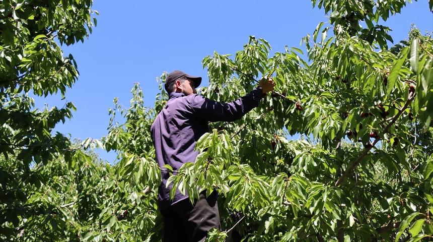 Kiraz bah&ccedil;elerinde bereket sezonu! Erzincan'da &uuml;retim yeniden y&uuml;kseldi