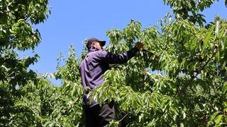 Kiraz bahçelerinde bereket sezonu! Erzincan'da üretim yeniden yükseldi