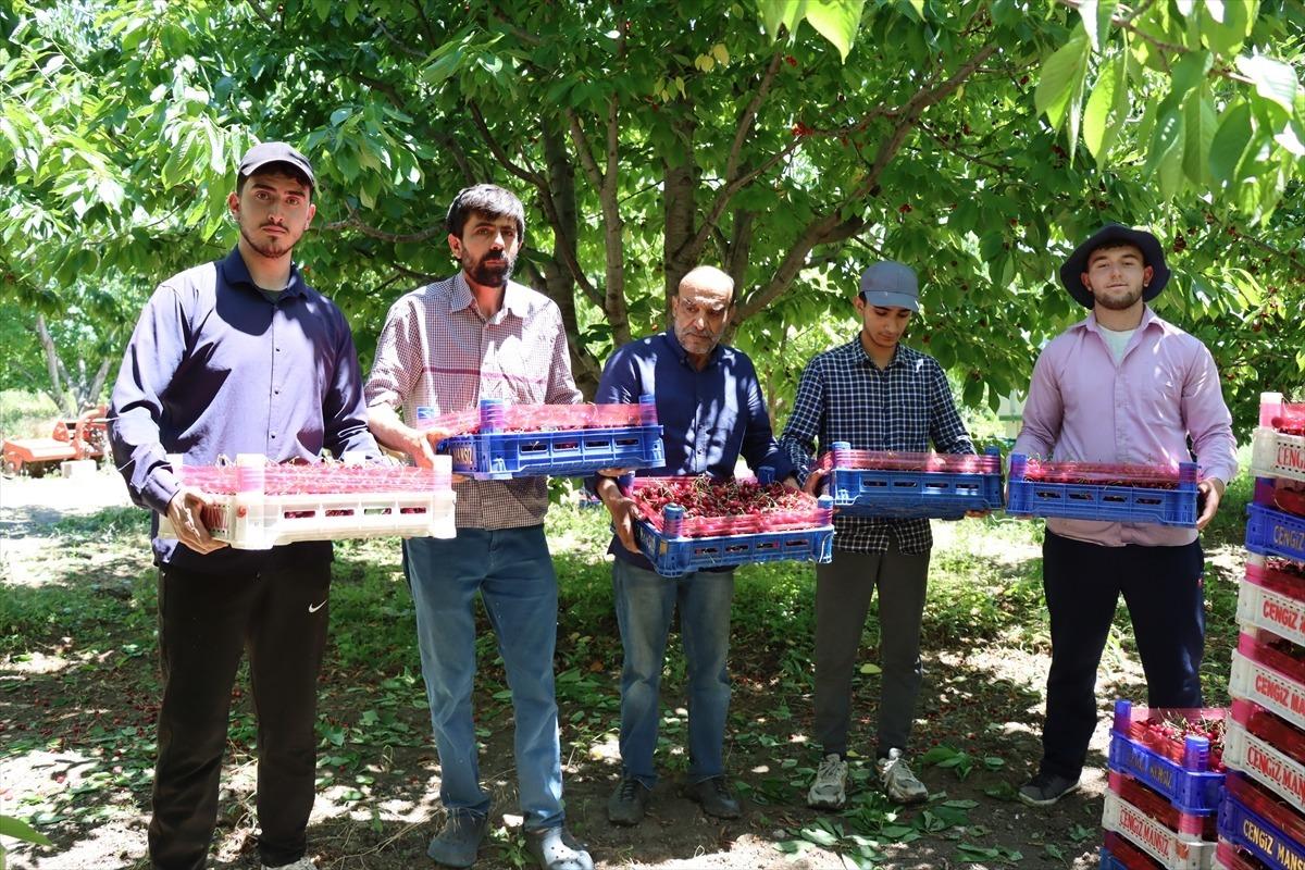 Kiraz bahçelerinde bereket sezonu! Erzincan da üretim yeniden yükseldi 3