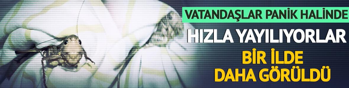 Dev &ccedil;ekirgeler hızla yayılıyor! Şimdi de Bursa'da g&ouml;r&uuml;ld&uuml;
