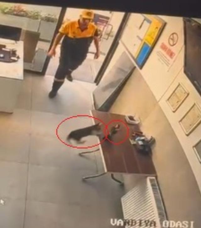 İş yerine giren kargayı kediden kurtardı 2