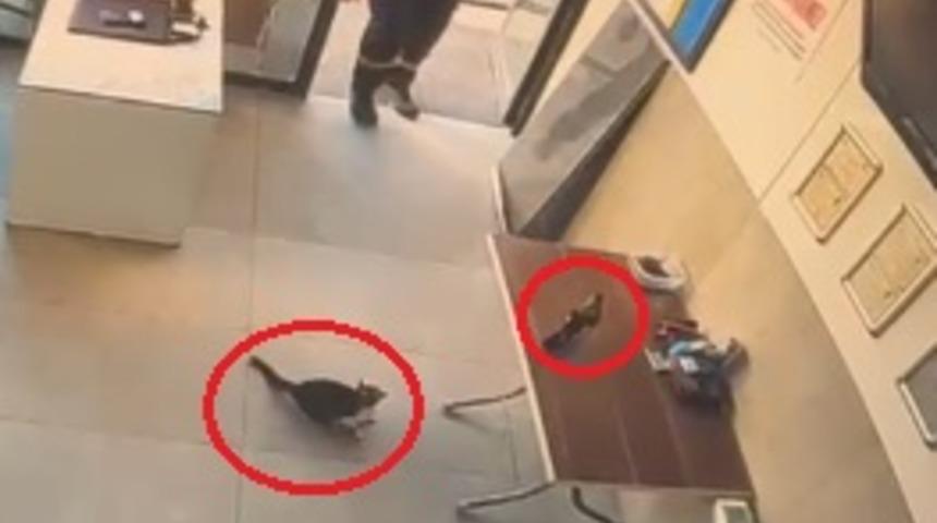 İş yerine giren kargayı kediden kurtardı