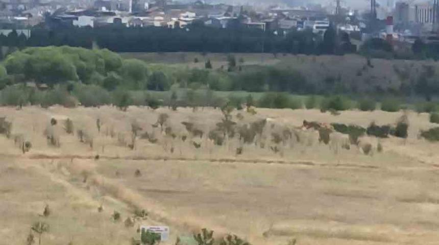 Ankara&rsquo;daki ot yangını kontrol altına alındı