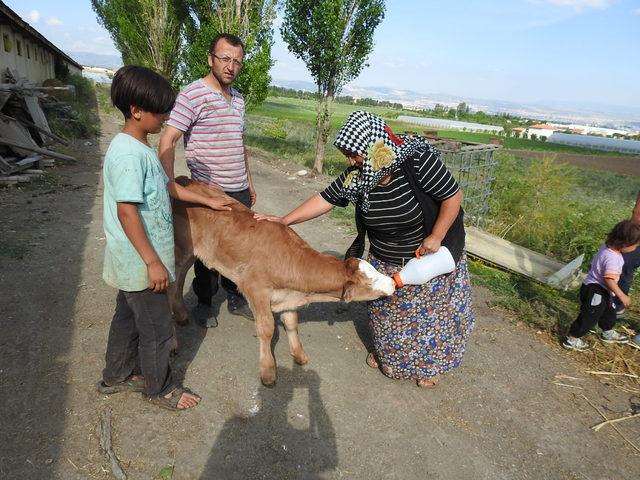 Çorum'da çalınıp, Yozgat'ta bulunan buzağısını biberonla besledi