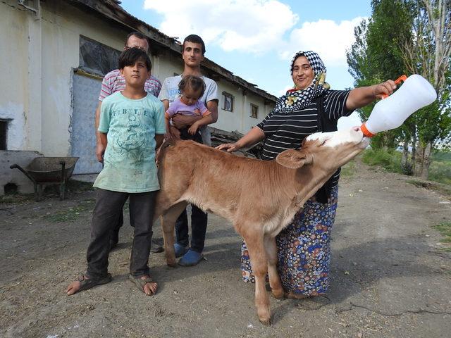 Çorum'da çalınıp, Yozgat'ta bulunan buzağısını biberonla besledi