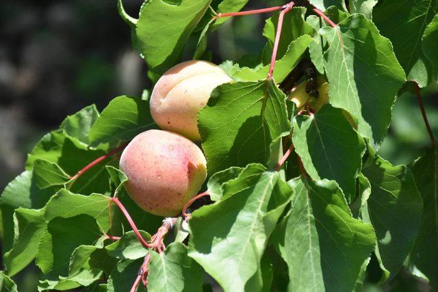 (yeniden)Kayısı 'çil hastalığı'na yakalandı, liderlik elden gidebilir