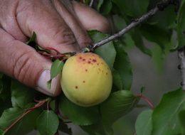 Kayısı 'çil hastalı'ğına yakalandı, liderlik elden gidebilir