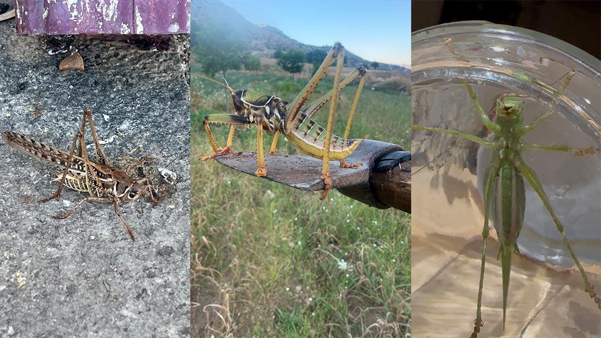 O çekirgelerin türü belli oldu! İstila iddialarına bakanlıktan açıklama: "Daha sık fark edilebiliyorlar" 1