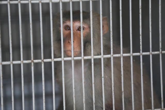 Hatay da sokakta bulunan maymun koruma altına alındı 3