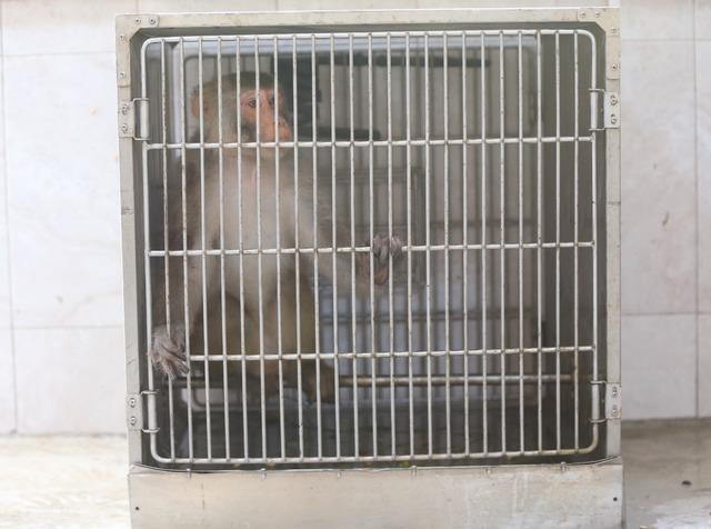 Hatay da sokakta bulunan maymun koruma altına alındı 2