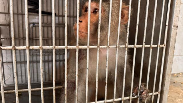 Hatay'da sokakta bulunan maymun koruma altına alındı