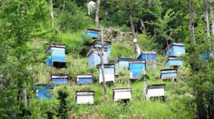 Giresun'dan, İtalya'ya bal ihracatı