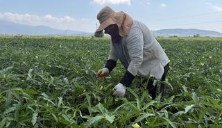 Kilosu 120 liraya ulaştı! T&uuml;rkiye'nin d&ouml;rt bir yanına g&ouml;nderiliyor
