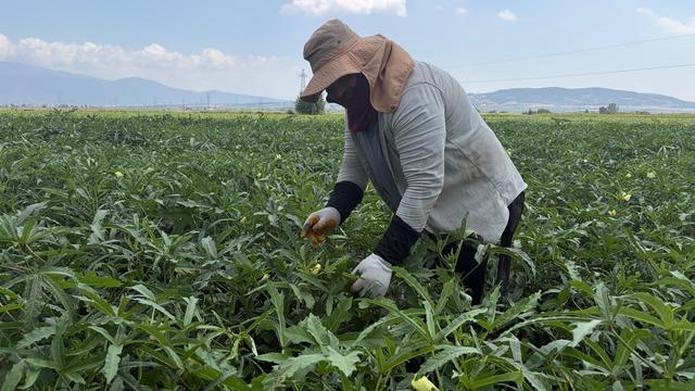 Kilosu 120 liraya ulaştı! Türkiye'nin dört bir yanına gönderiliyor