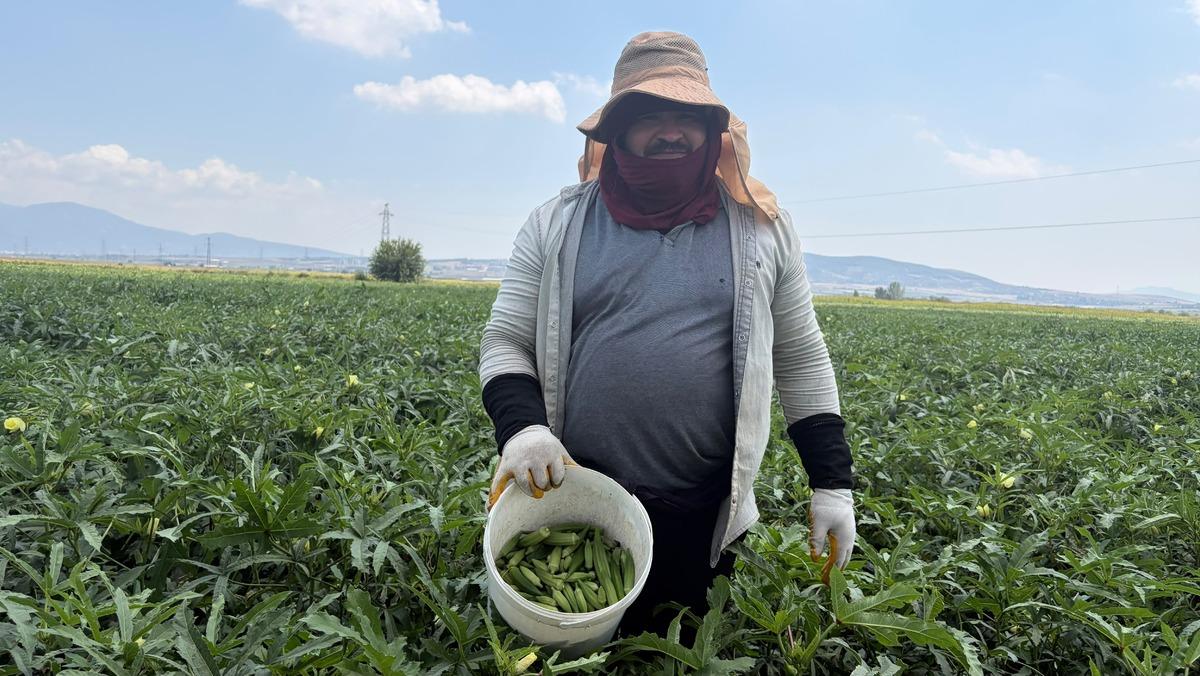 Kilosu 120 liraya ulaştı! Türkiye nin dört bir yanına gönderiliyor 3