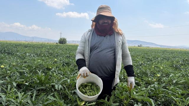 Tarladan 100 liraya çıkıyor, şehir dışına 120 liraya gidiyor: İşte ilk hasat fiyatı