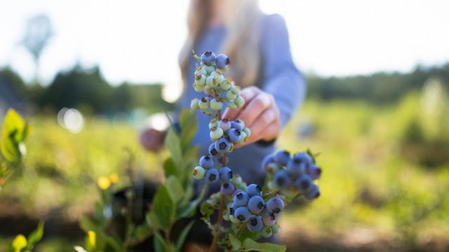 Mor altının hasadı başladı! Kilosu 700 lira, talep patladı 