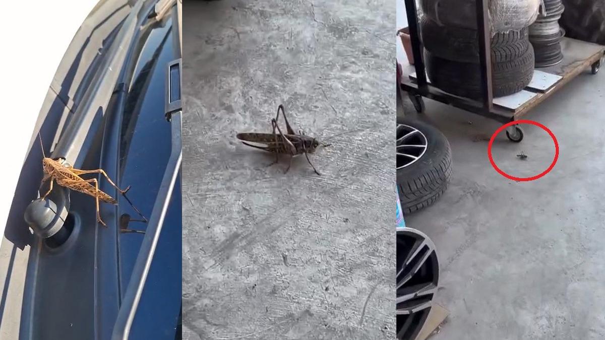 İstanbuk Eskişehir'den sonra bir ilimizde daha görüldü!