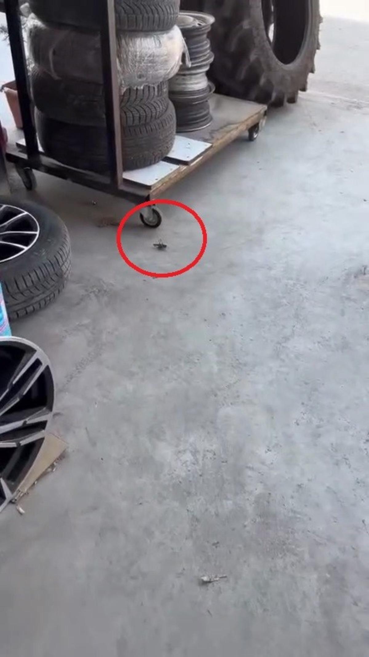 İstanbuk Eskişehir den sonra bir ilimizde daha görüldü! Etçil çekirgeler korku saçtı 3