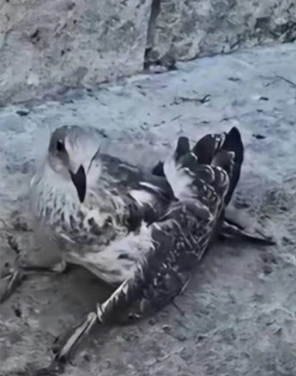 &Uuml;sk&uuml;dar sahilde martılara fal&ccedil;atayla saldırmıştı! Bakın o cani kim &ccedil;ıktı 2