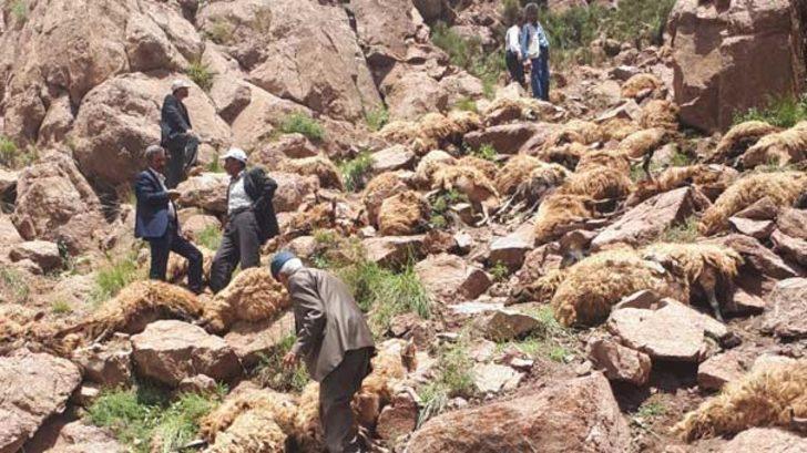 Van'da şoke eden olay!500 koyun intihar etti  G1