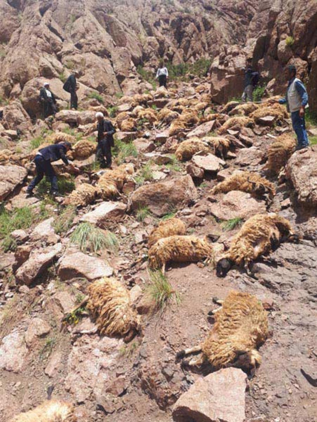 Van'da şoke eden olay!500 koyun intihar etti 