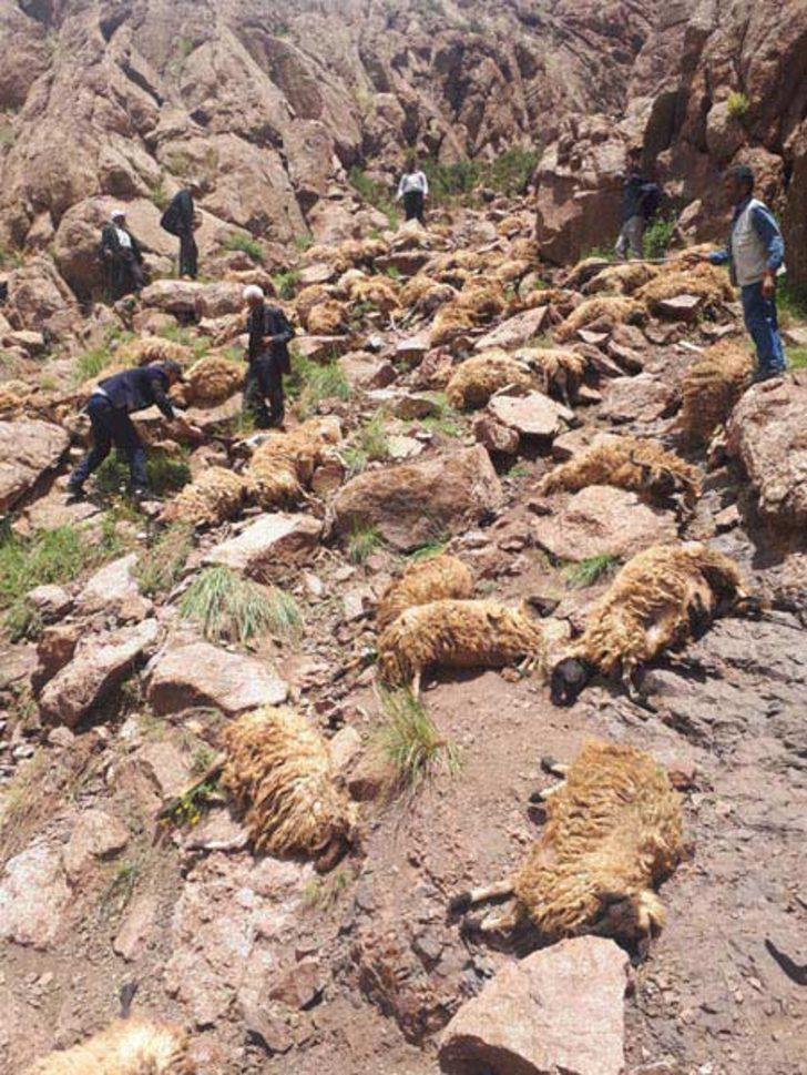 Van'da şoke eden olay!500 koyun intihar etti  G4