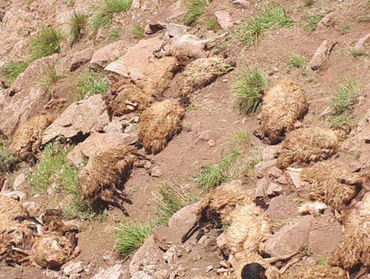 Van'da şoke eden olay!500 koyun intihar etti  G5