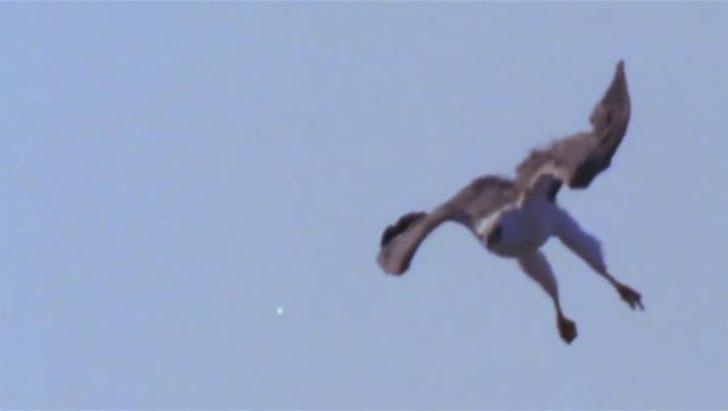 Avcı avcının peşine düştü  G1