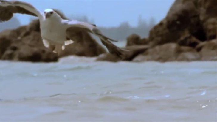 Avcı avcının peşine düştü  G3