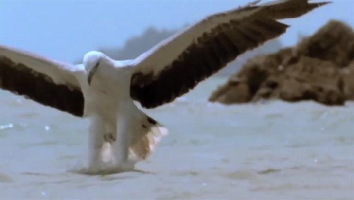 Avcı avcının peşine düştü  G4