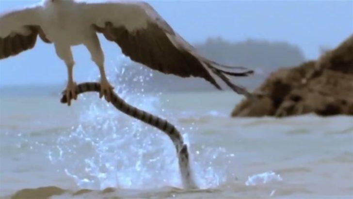 Avcı avcının peşine düştü  G5