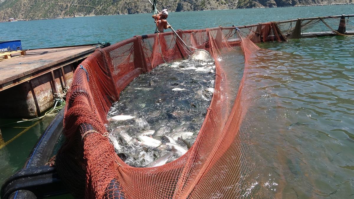 Artvin de üretiliyor dünyaya dağıtılıyor! Herkes bu Türk lezzetinin peşinde 3