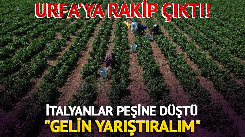 Urfa'nın isotuna rakip &ccedil;ıktı! İtalyanlar Y&ouml;r&uuml;k biberinin peşinde