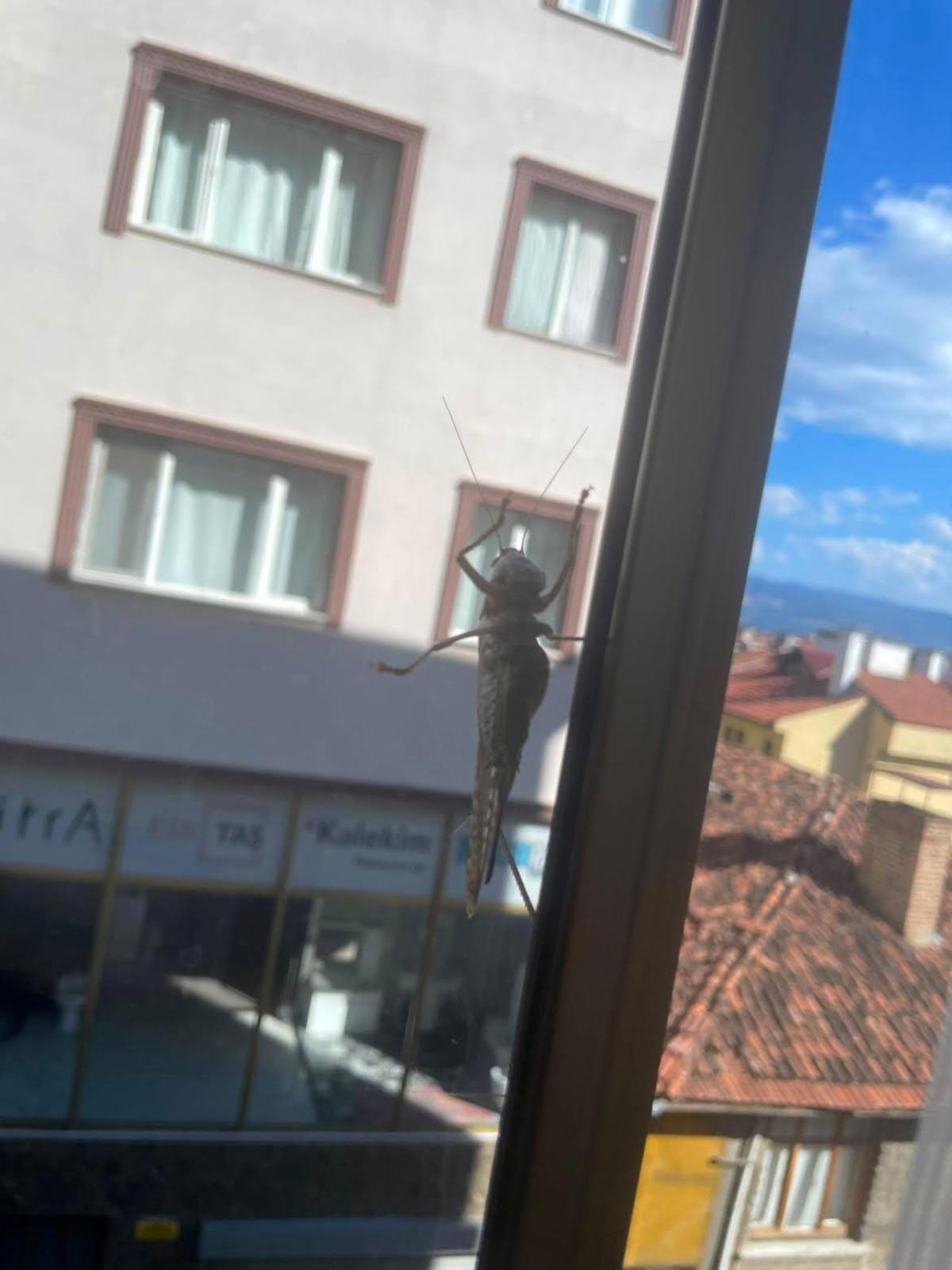 Hızla yayıldı! Dev çekirgelerin ne zaman kaybolacağı belli oldu 3