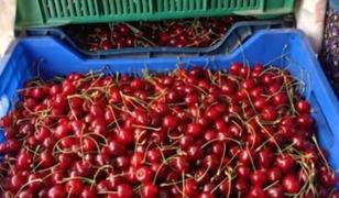 Andırın'da &Ccedil;ığşar kirazında hasat başladı
