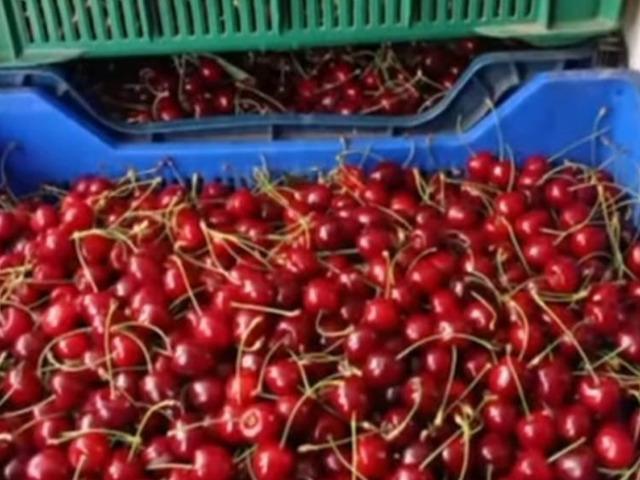 Andırın'da &Ccedil;ığşar kirazında hasat başladı