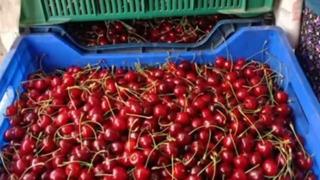 Andırın'da Çığşar kirazında hasat başladı