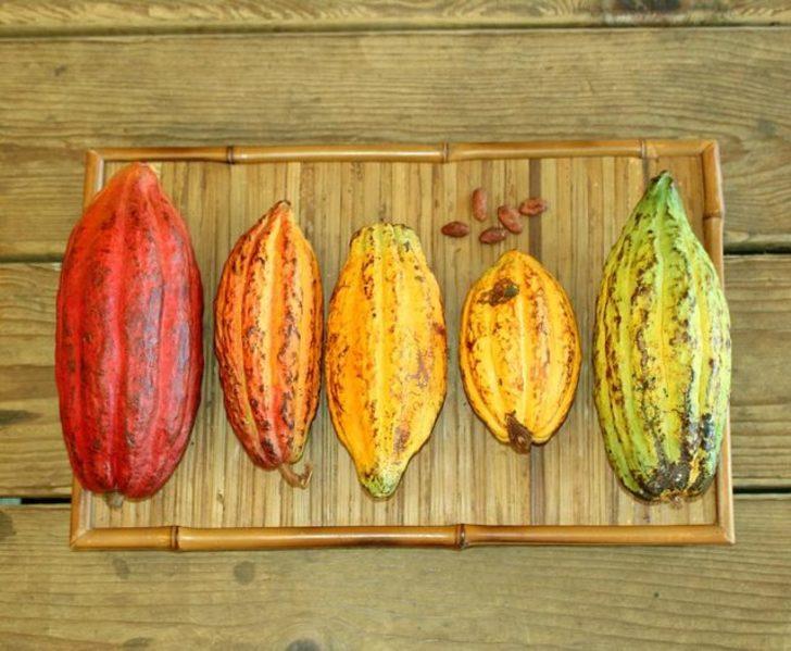 Hiç böyle hayal etmemiştik! Çikolatanın baştan sona üretim hali G4