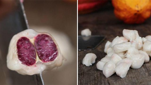 Hiç böyle hayal etmemiştik! Çikolatanın baştan sona üretim hali